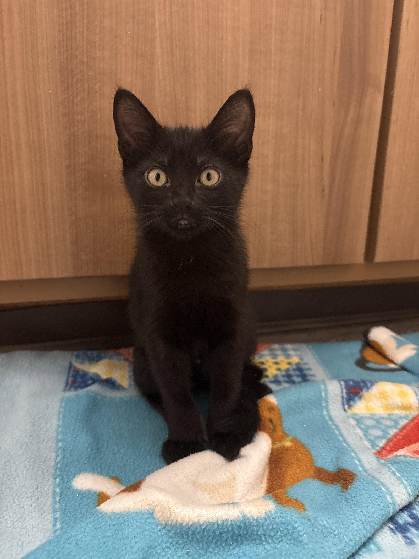 Egg and Peep #1932 - Offered by Owner - Siblings!, a Adoptable Domestic Short Hair in Hillsboro, OR image 1/3