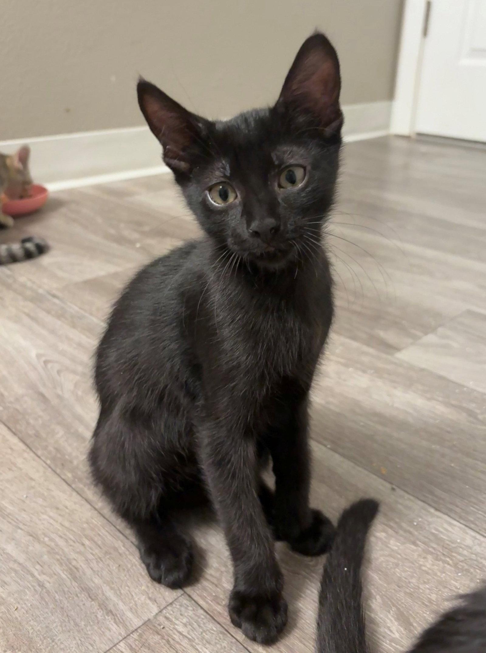 Egg and Peep #1932 - Offered by Owner - Siblings!, a Adoptable Domestic Short Hair in Hillsboro, OR image 2/3