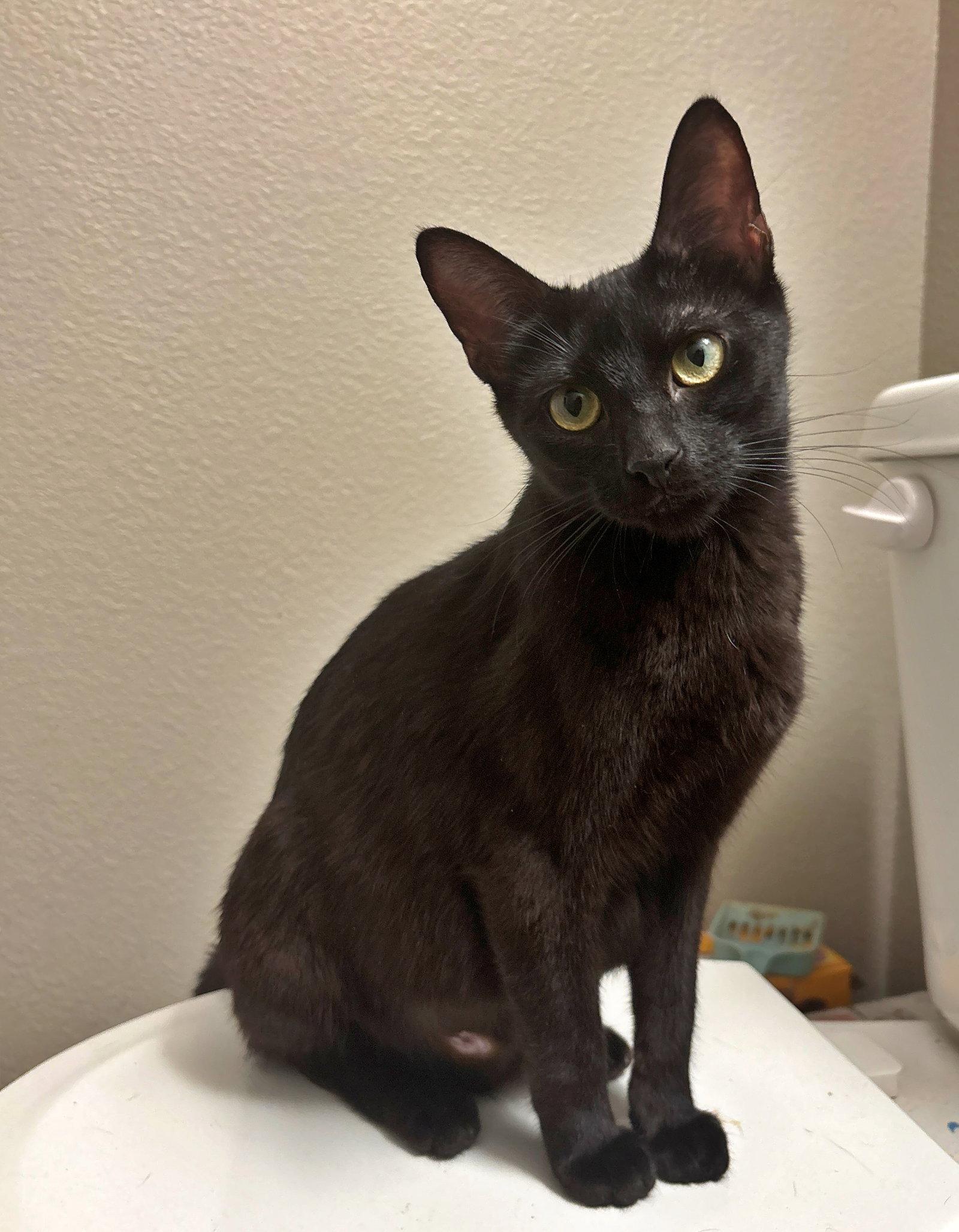 Egg and Peep #1932 - Offered by Owner - Siblings!, a Adoptable Domestic Short Hair in Hillsboro, OR image 3/3