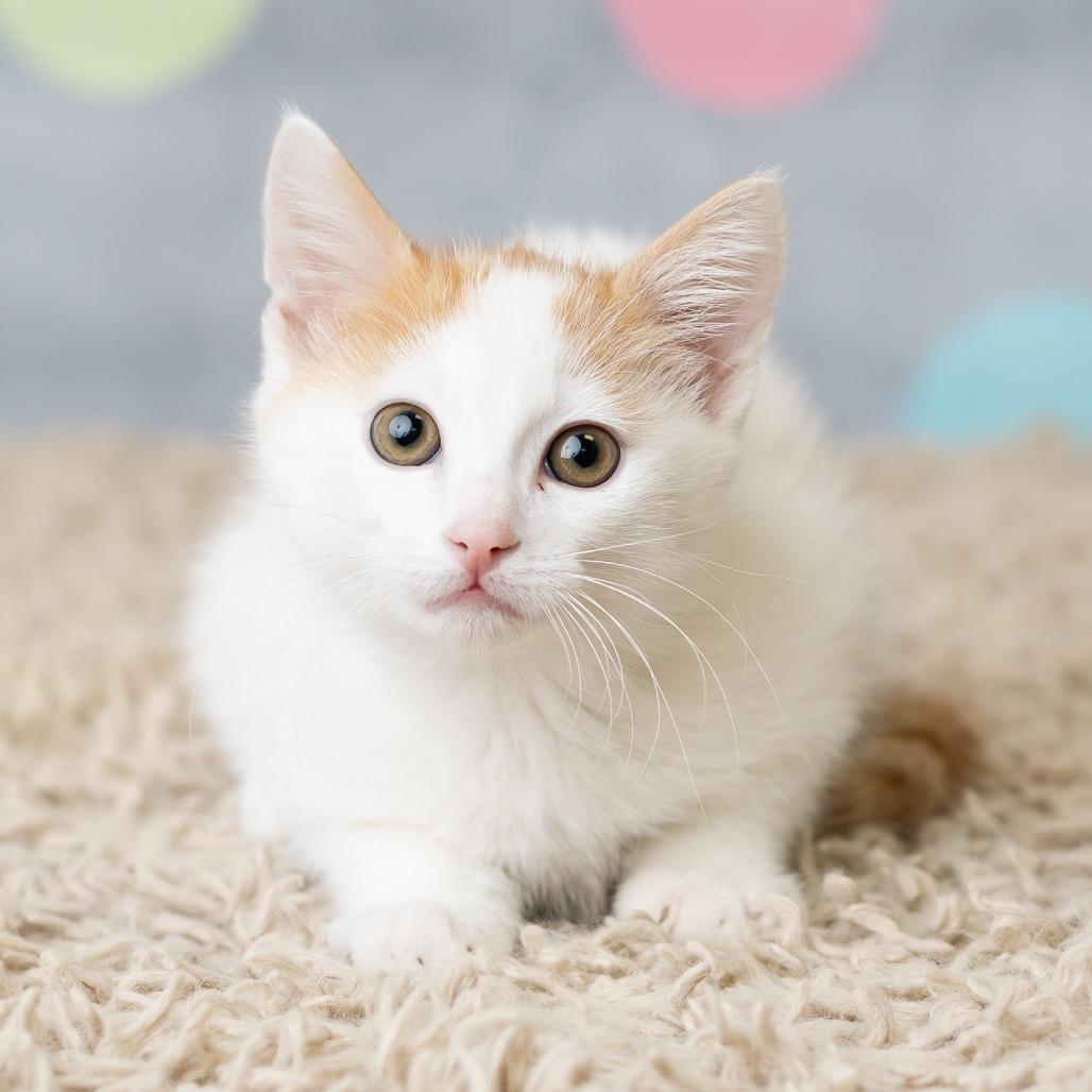 Jinu, Adoptable, Kitten Male Domestic Short Hair.