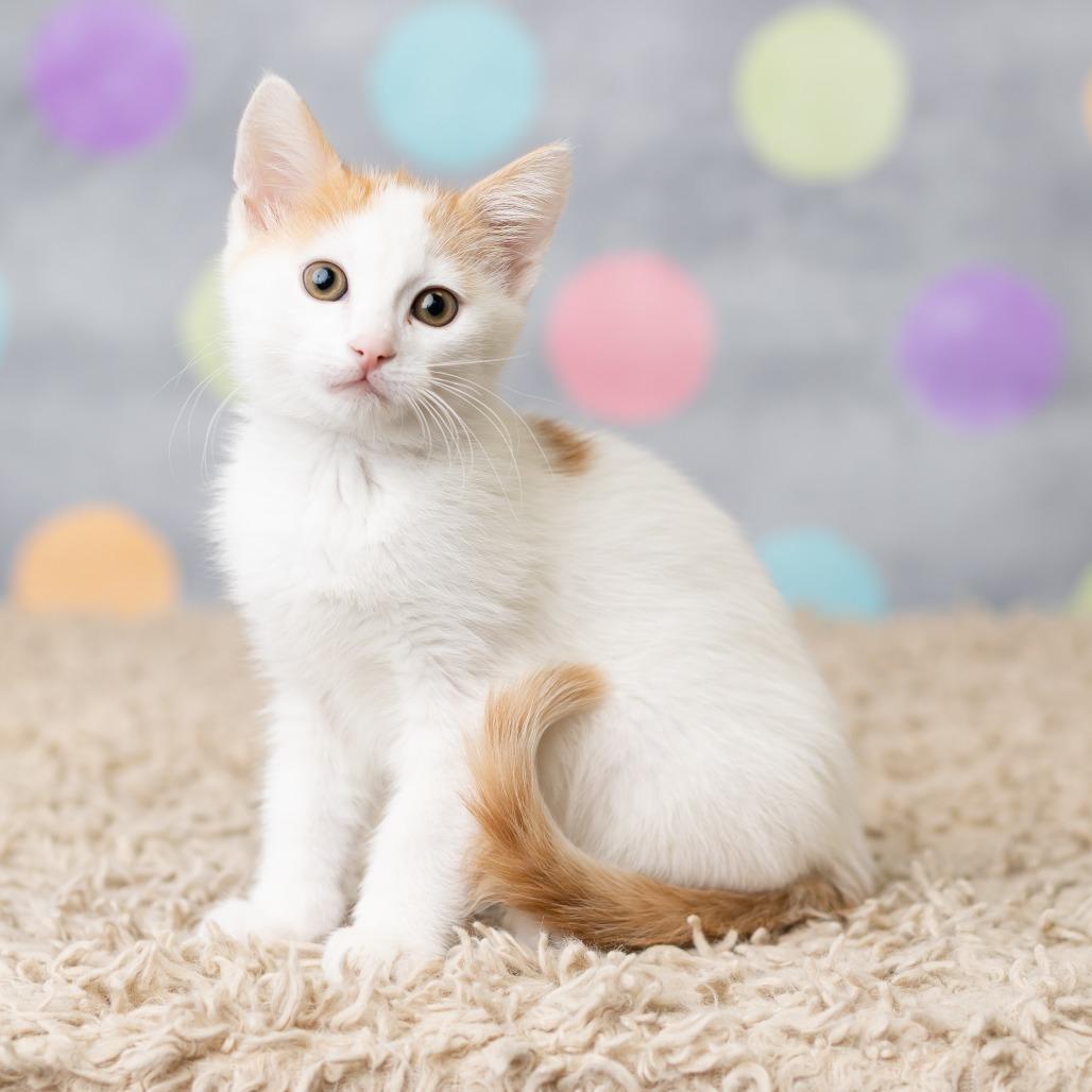 Enlarge Jinu, a Adoptable Domestic Short Hair in St. Paul, MN image 2/6