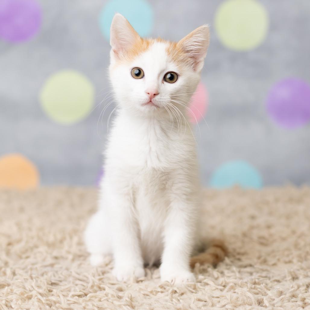 Enlarge Jinu, a Adoptable Domestic Short Hair in St. Paul, MN image 3/6