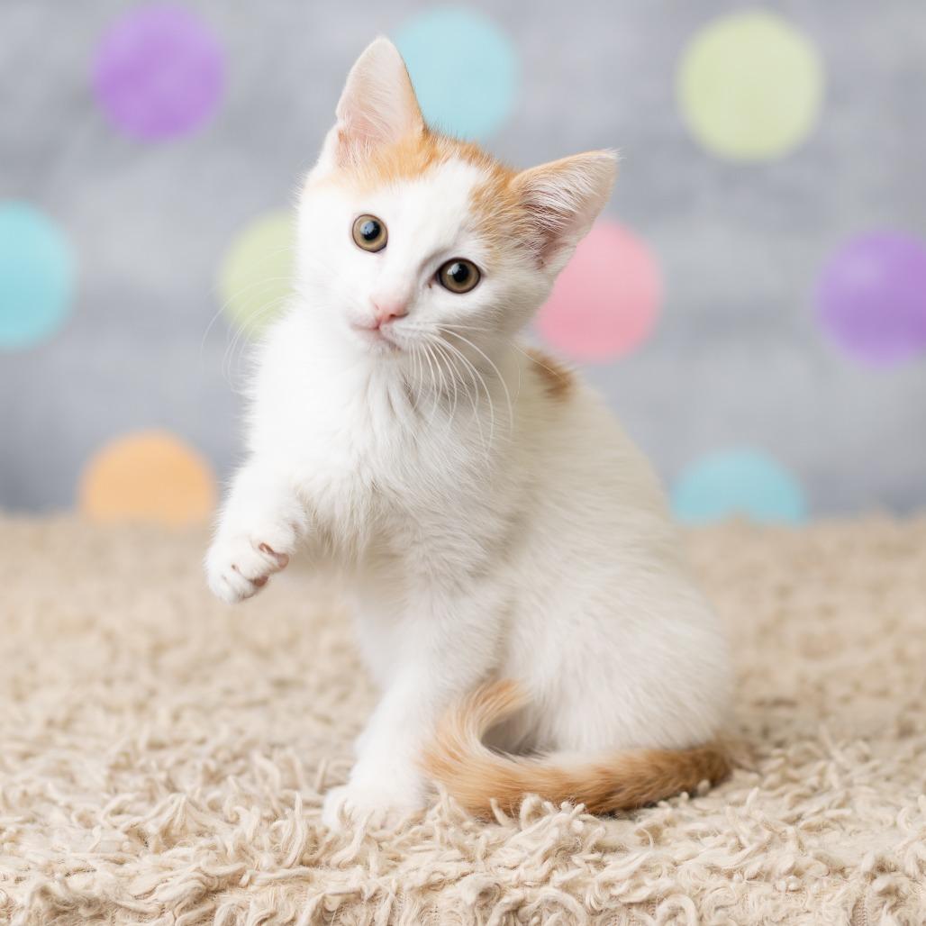 Enlarge Jinu, a Adoptable Domestic Short Hair in St. Paul, MN image 4/6