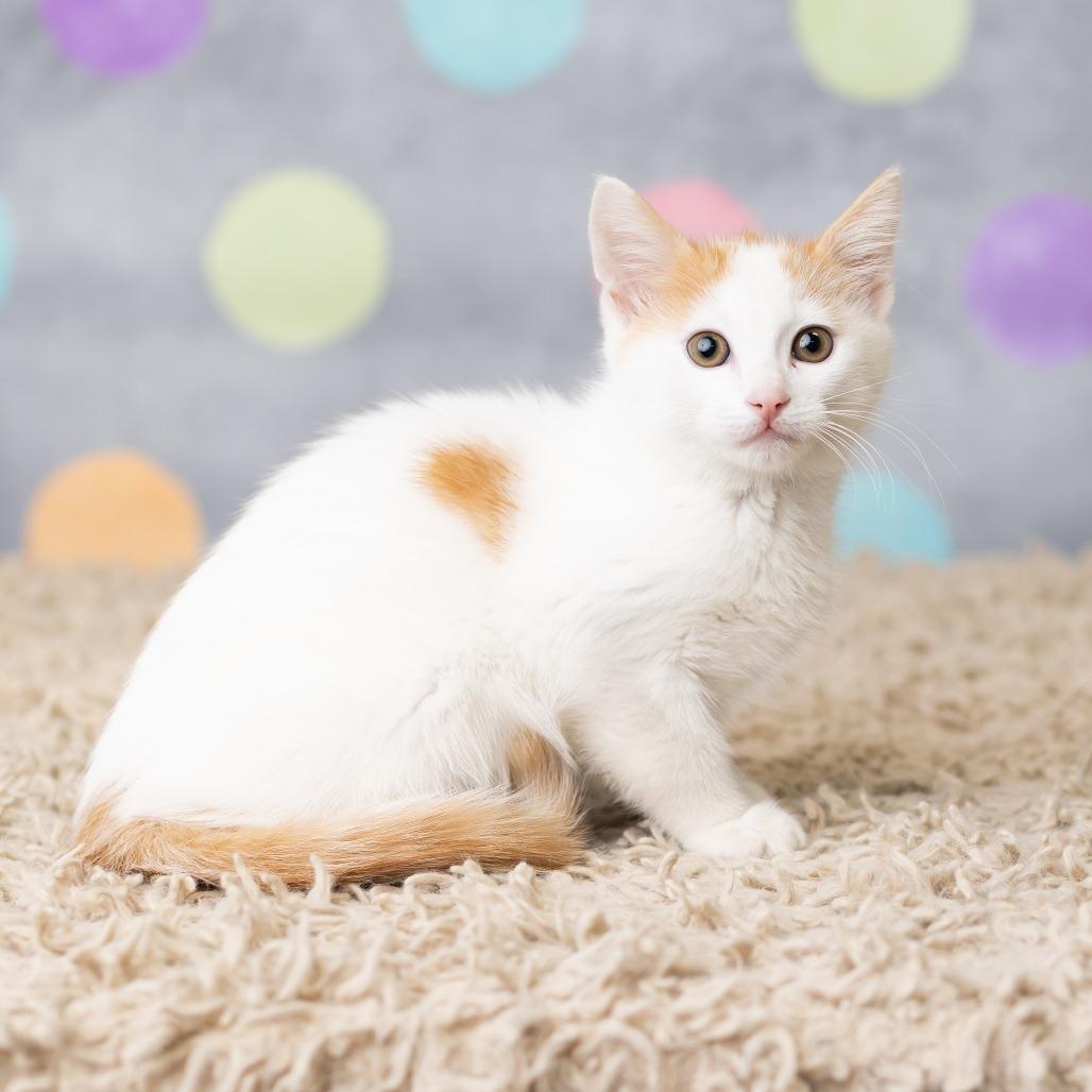 Enlarge Jinu, a Adoptable Domestic Short Hair in St. Paul, MN image 5/6