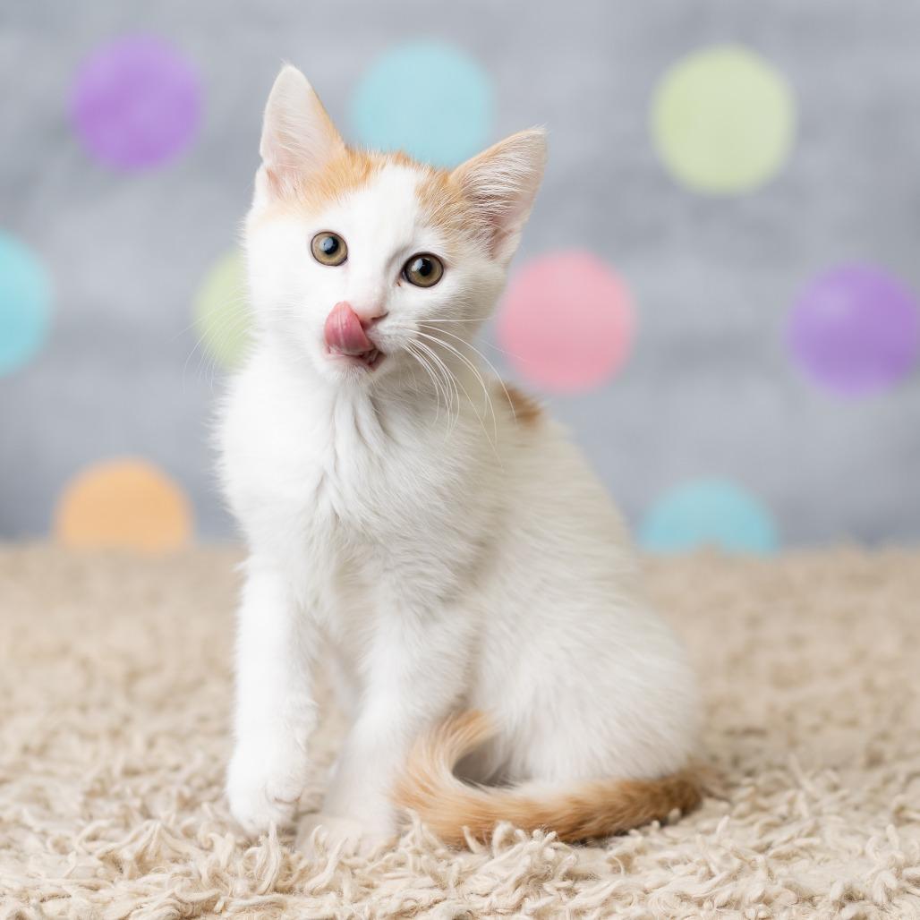 Enlarge Jinu, a Adoptable Domestic Short Hair in St. Paul, MN image 6/6