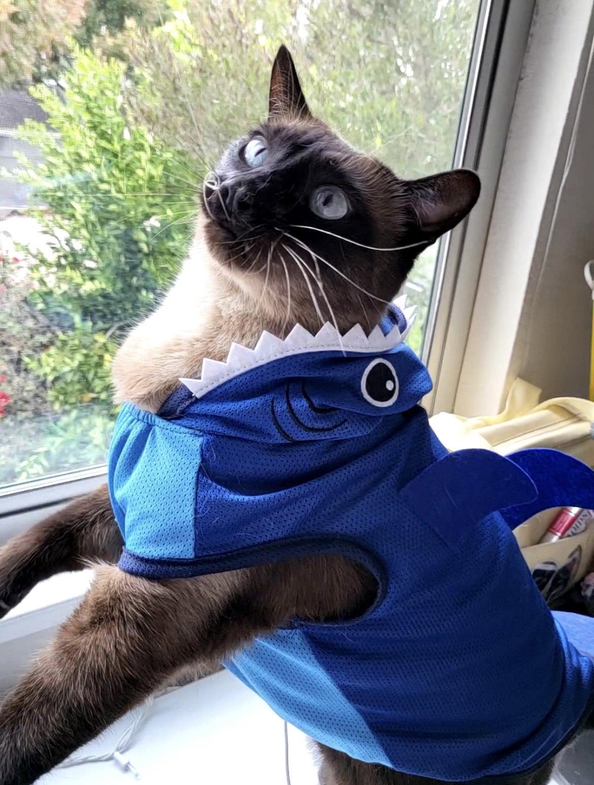 Miso (Courtesy Post), Adoptable, Adult Male Siamese.