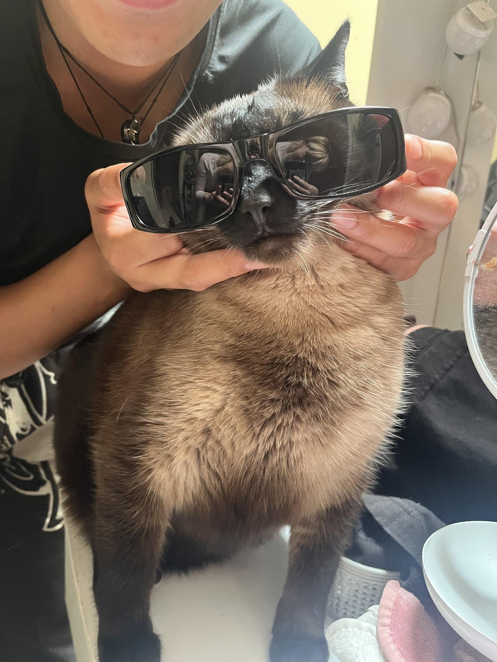 Enlarge Miso (Courtesy Post), a Adoptable Siamese in San Jose, CA image 2/2
