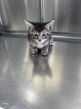 Enlarge Leo, a Adoptable Domestic Short Hair in Vincennes, IN image 1/1