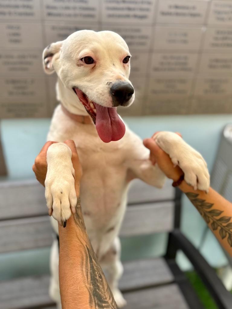 Nana, Adoptable, Adult Female Dalmatian & Terrier.