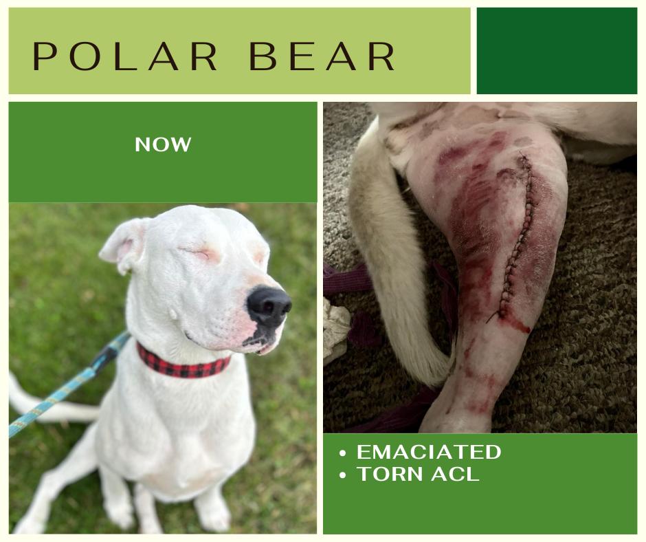Polar Bear, an adoptable Dogo Argentino in Edmonton, AB, T5Y 3N6 | Photo Image 1
