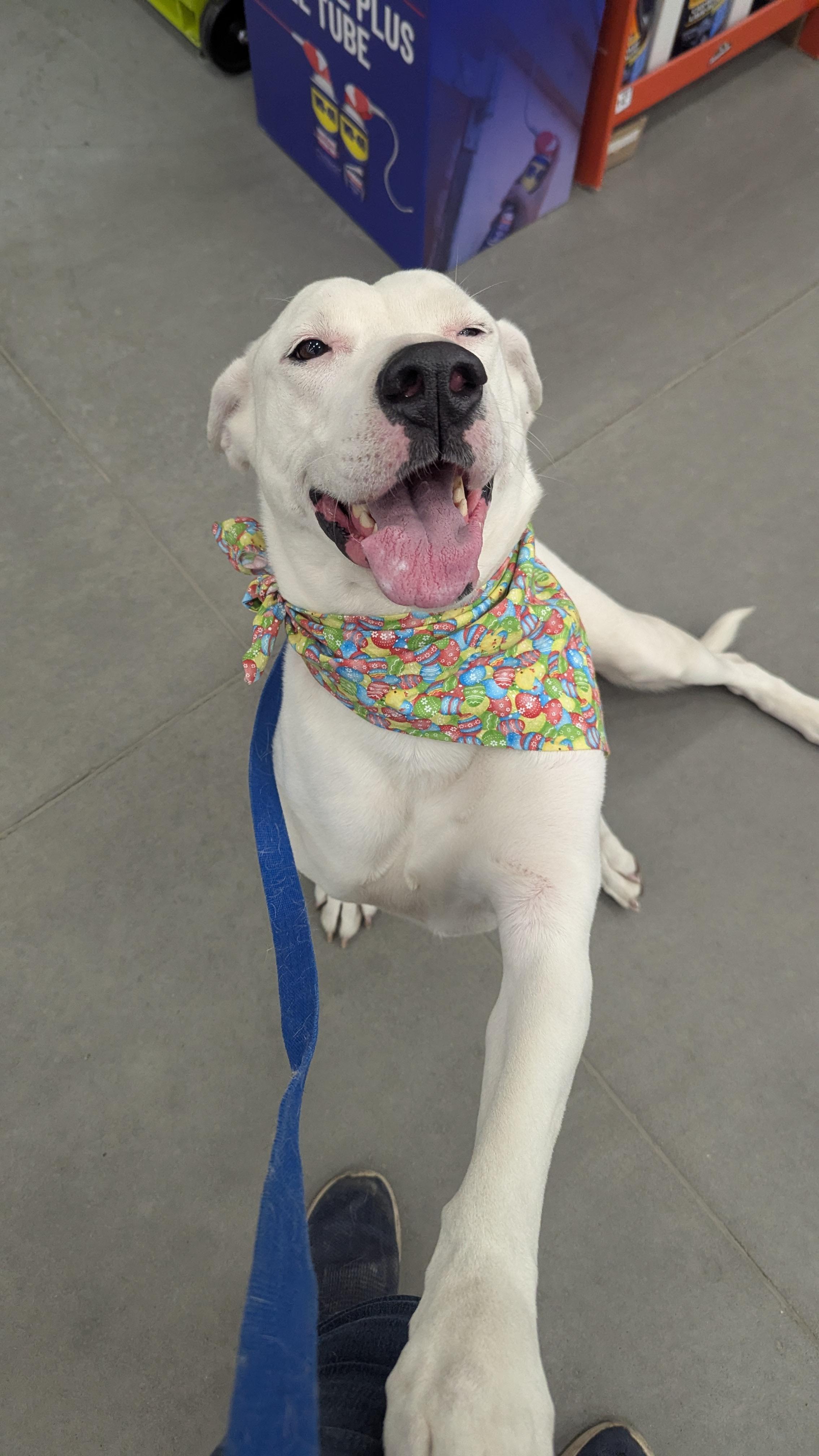 Polar Bear, an adoptable Dogo Argentino in Edmonton, AB, T5Y 3N6 | Photo Image 2