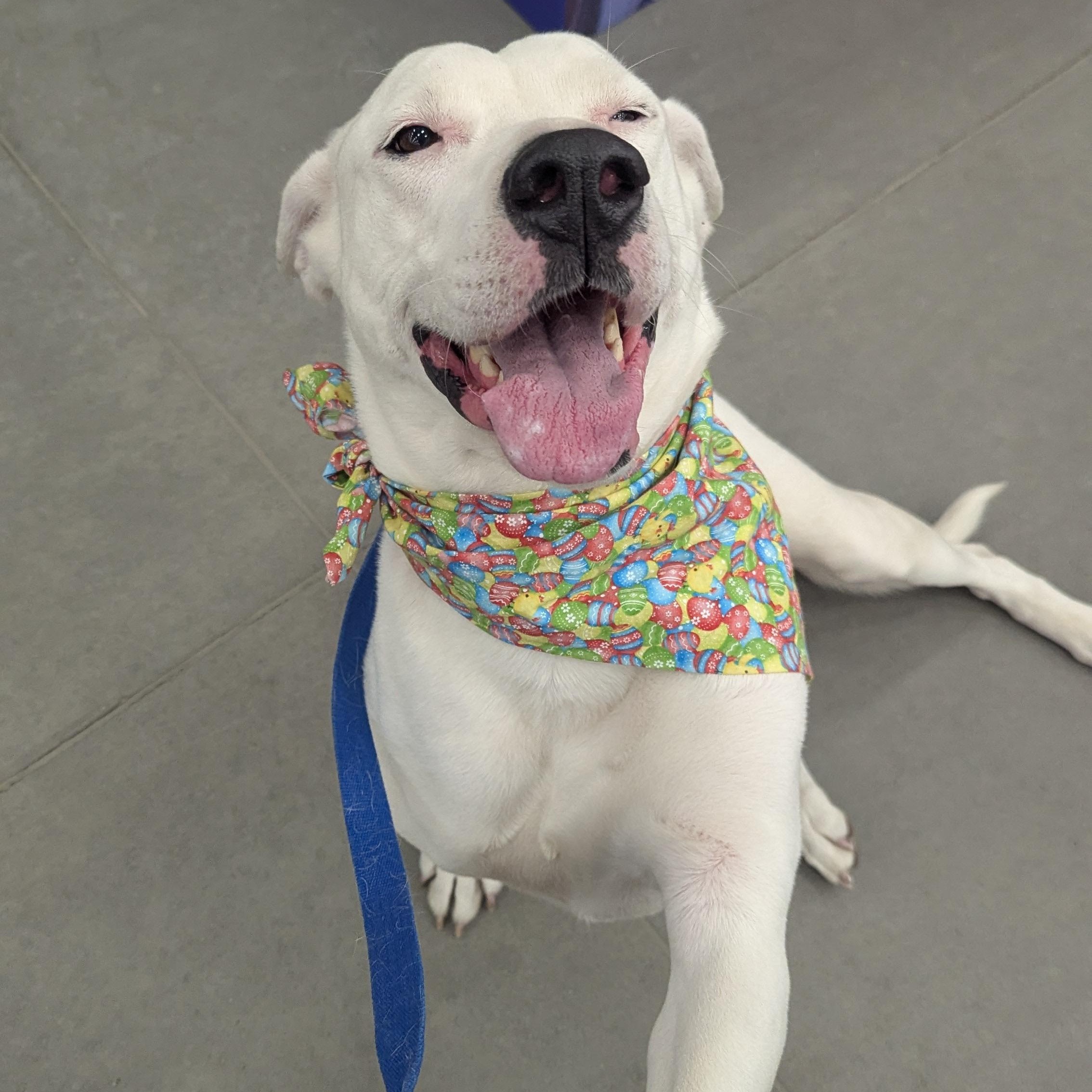 Polar Bear, a Adoptable mixed breed in Edmonton, AB image 2/5