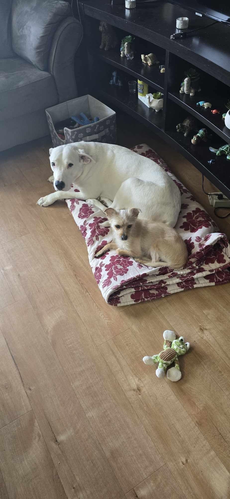 Polar Bear, an adoptable Dogo Argentino in Edmonton, AB, T5Y 3N6 | Photo Image 6