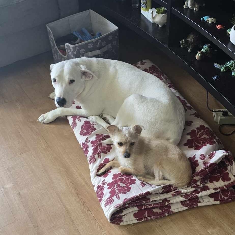Polar Bear, an adoptable Dogo Argentino in Edmonton, AB, T5Y 3N6 | Photo Image 5
