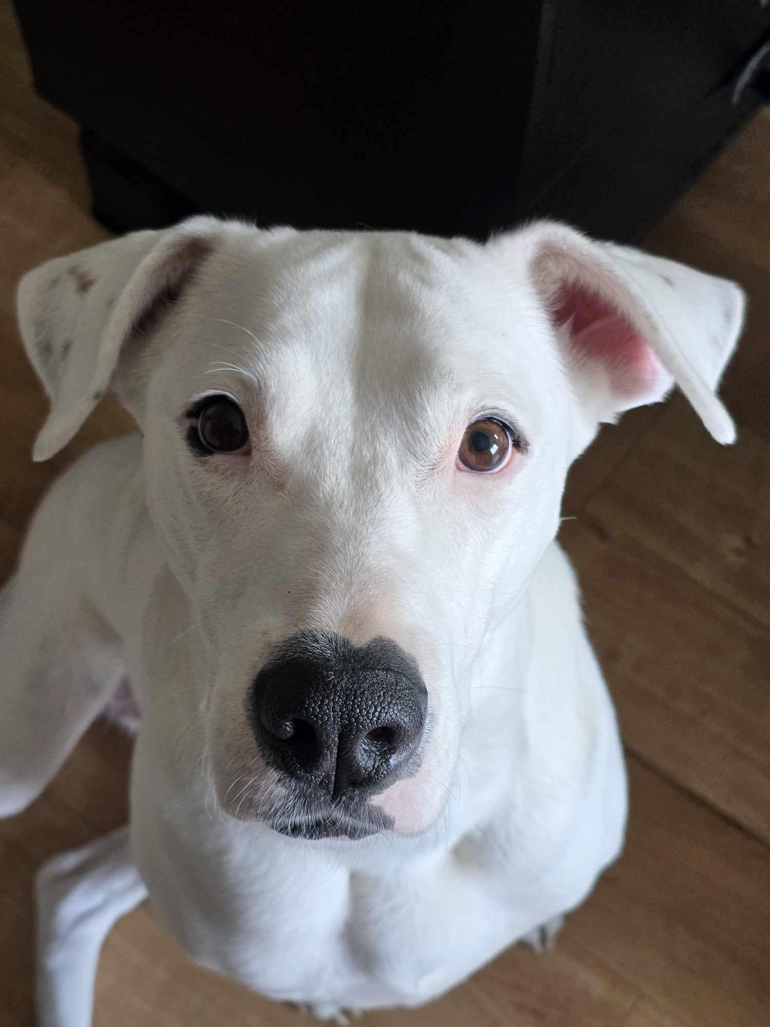 Polar Bear, an adoptable Dogo Argentino in Edmonton, AB, T5Y 3N6 | Photo Image 3