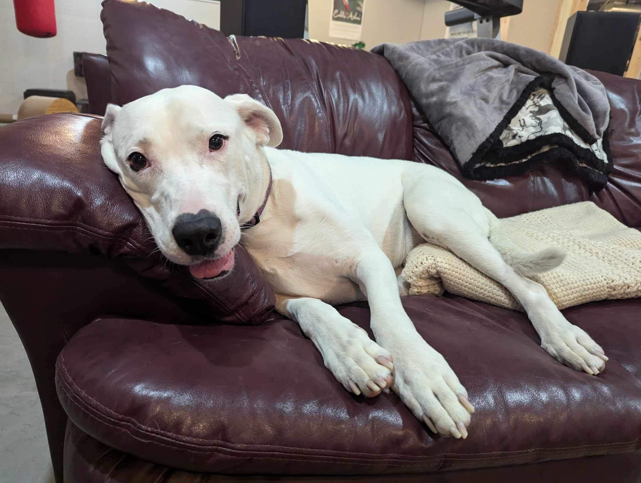 Polar Bear, an adoptable Dogo Argentino in Edmonton, AB, T5Y 3N6 | Photo Image 5