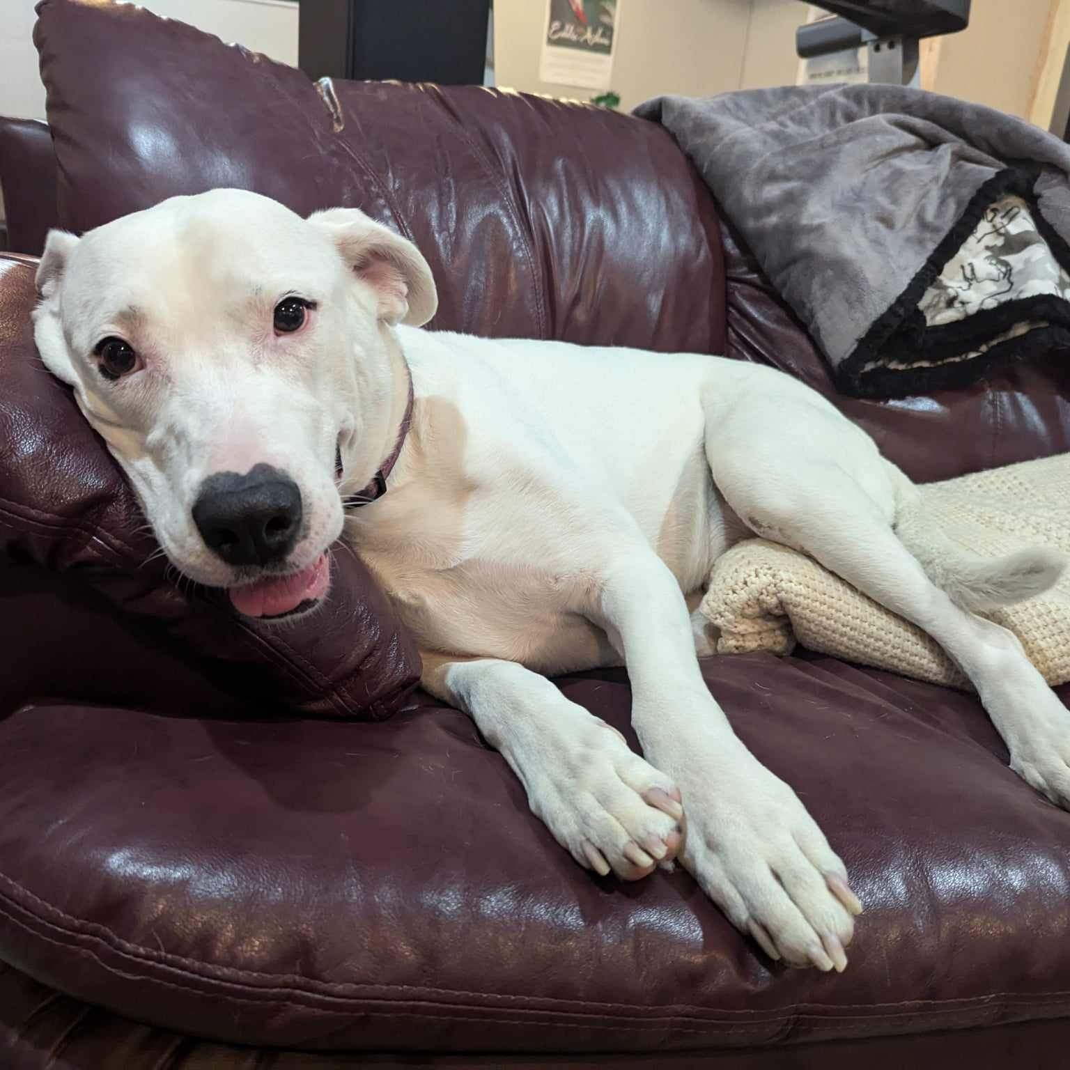 Polar Bear, a Adoptable mixed breed in Edmonton, AB image 4/5