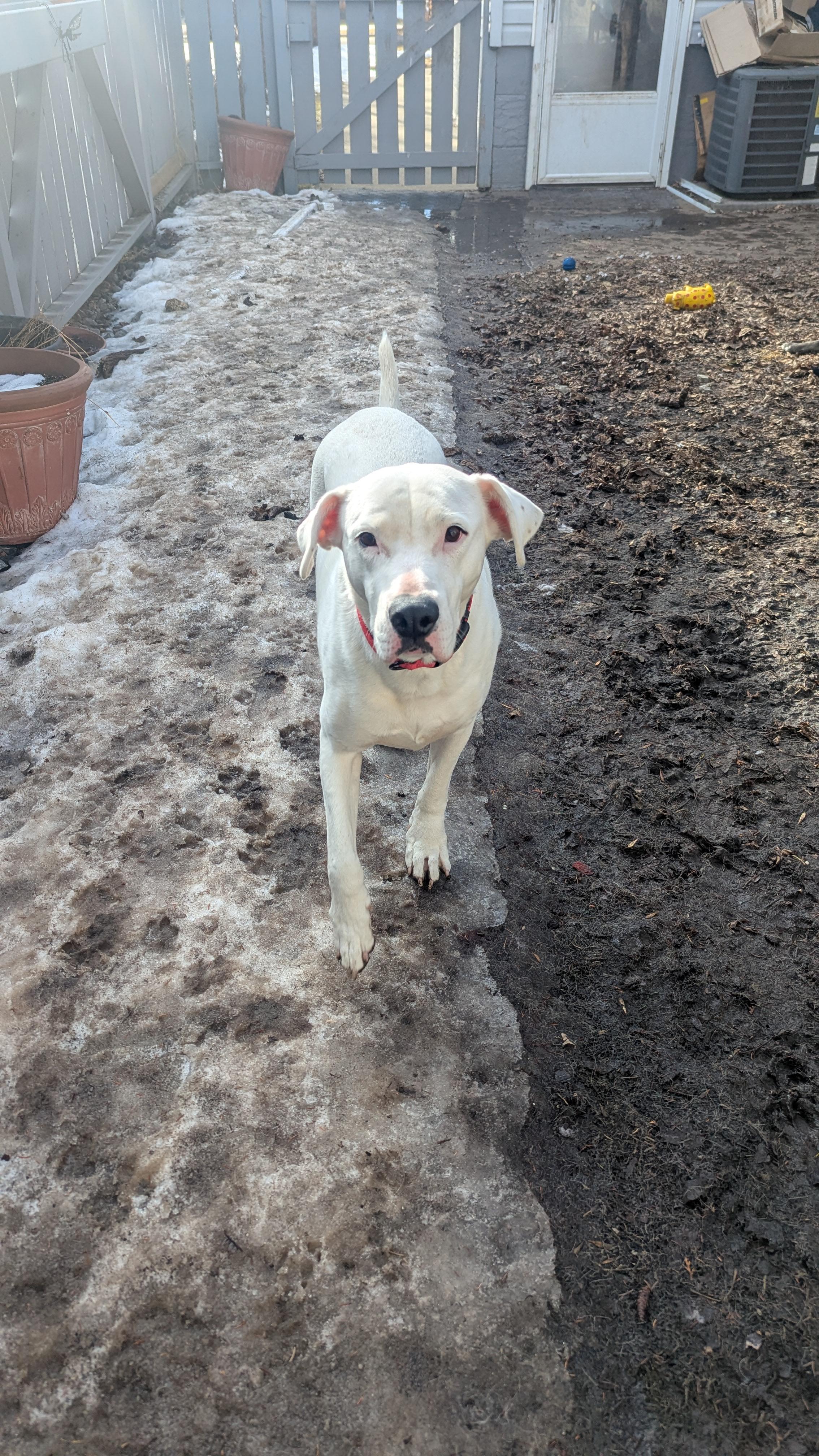 Polar Bear, an adoptable Dogo Argentino in Edmonton, AB, T5Y 3N6 | Photo Image 4
