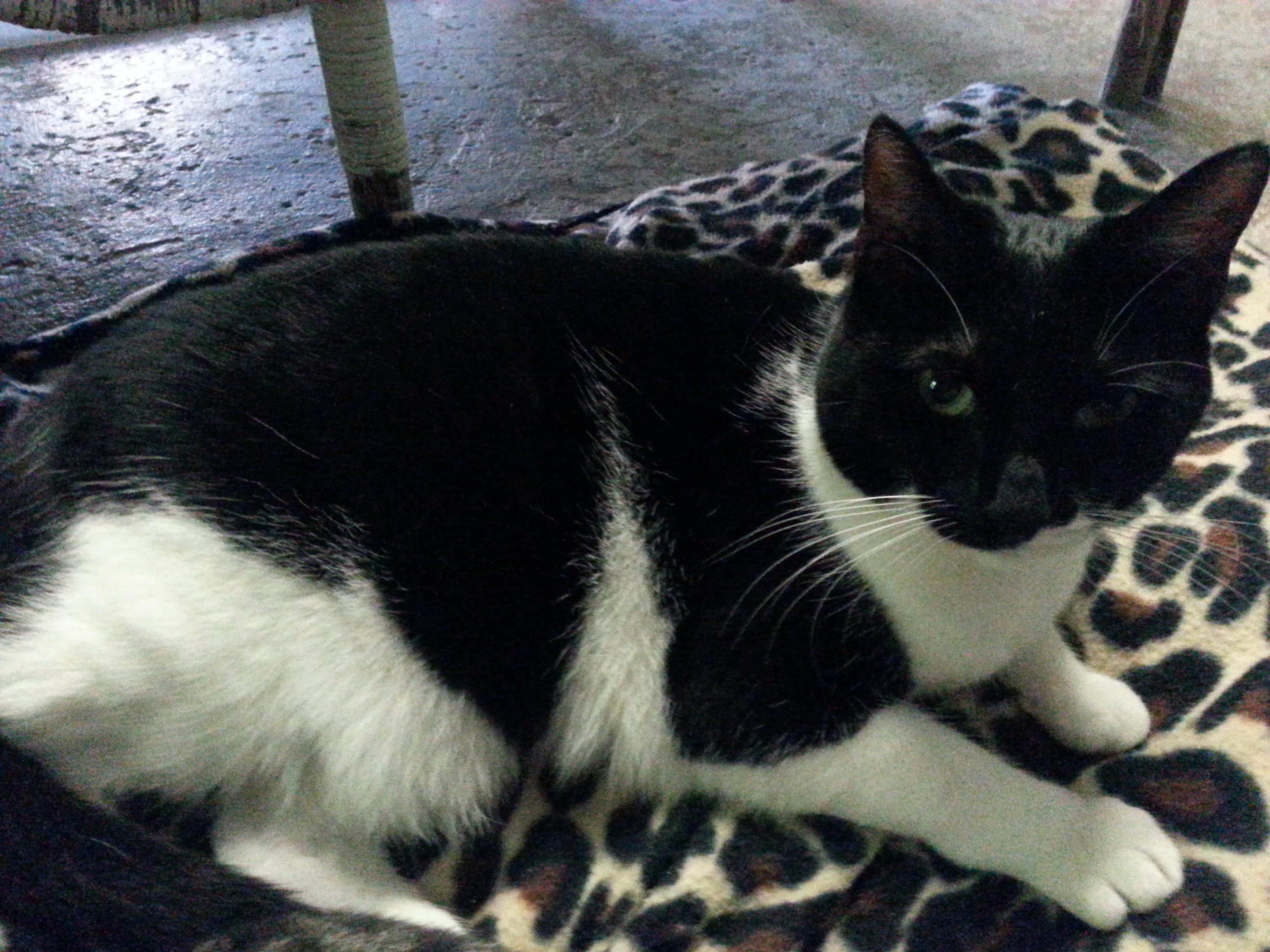 Enlarge Lucy, a Adoptable Domestic Short Hair in New Martinsville, WV image 1/6