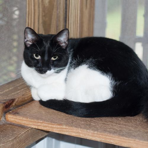 Enlarge Lucy, a Adoptable Domestic Short Hair in New Martinsville, WV image 2/6