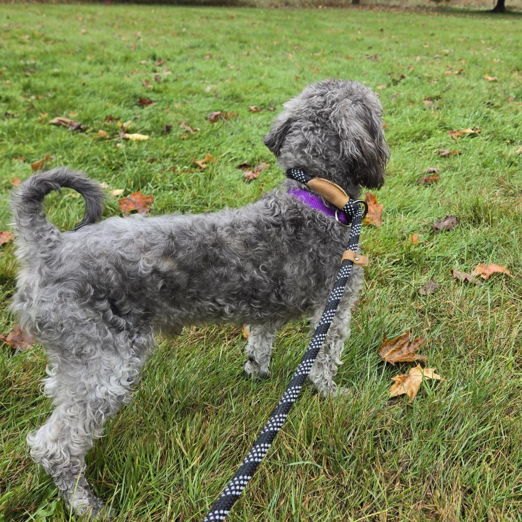 Dog for adoption McLovin, a Mixed Breed in Morrisville, VT Petfinder