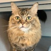 Enlarge Pelusa, a Adoptable mixed breed in Hudson, NY image 1/1