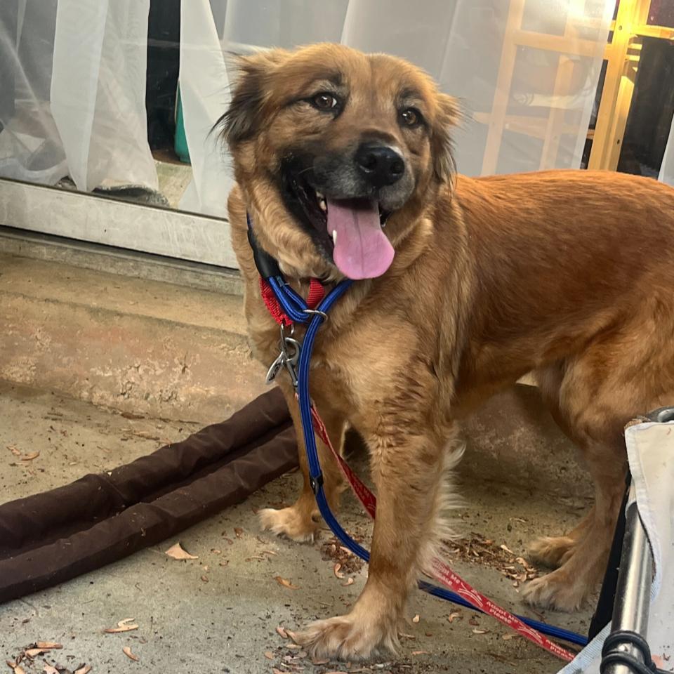 Shirley, Adoptable, Adult Female Shepherd.