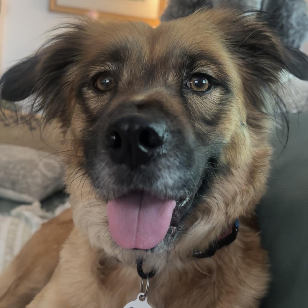 Enlarge Shirley, a Adoptable Shepherd in Raleigh, NC image 2/6