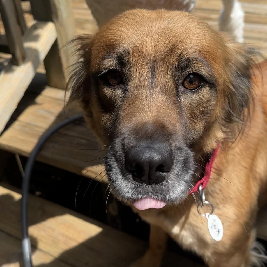Enlarge Shirley, a Adoptable Shepherd in Raleigh, NC image 3/6