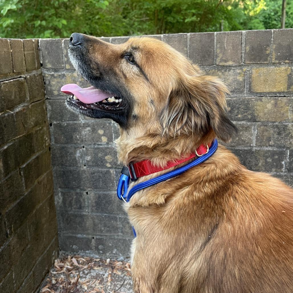 Enlarge Shirley, a Adoptable Shepherd in Raleigh, NC image 4/6