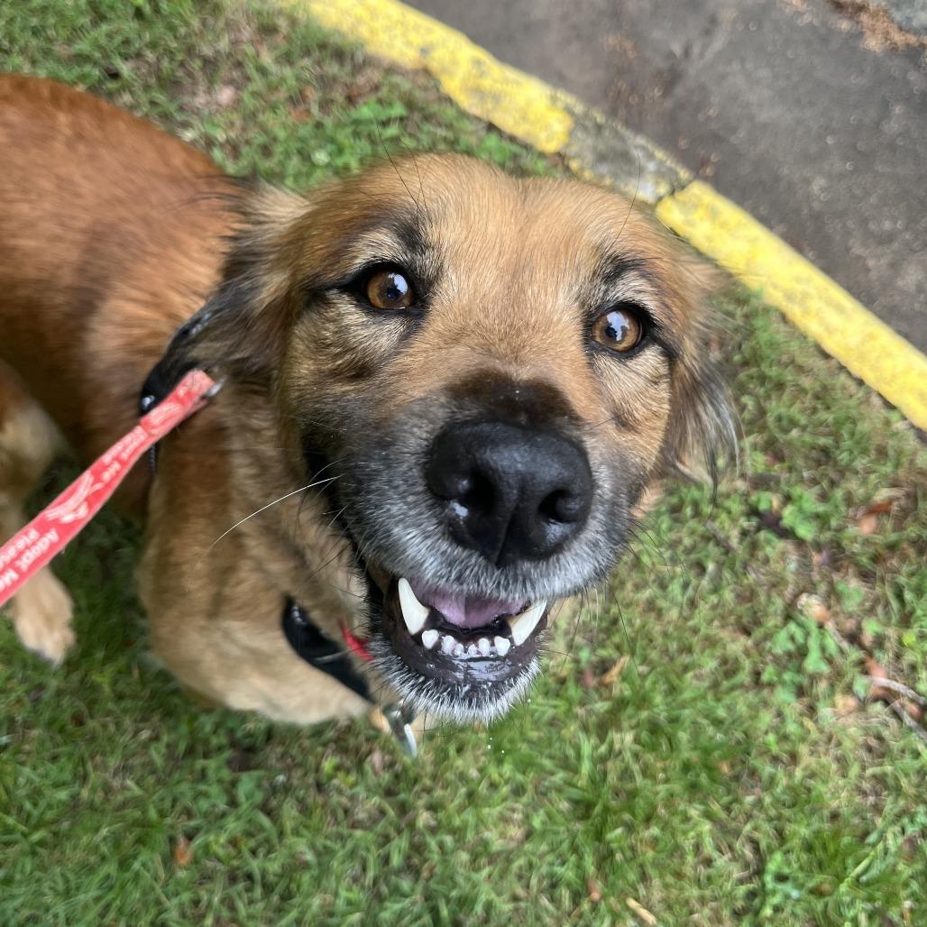 Enlarge Shirley, a Adoptable Shepherd in Raleigh, NC image 5/6