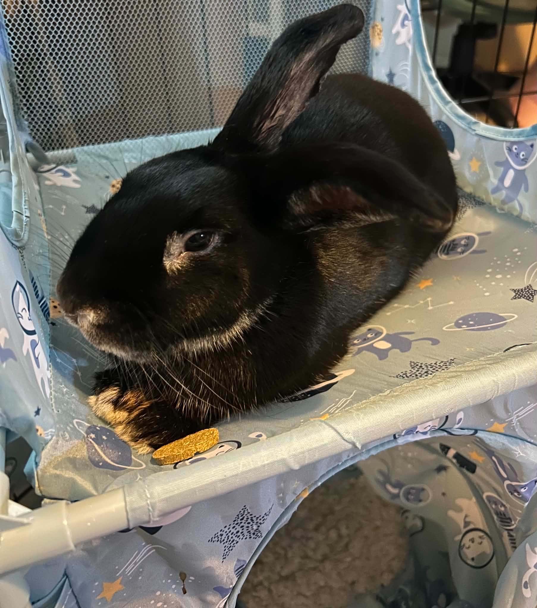 Enlarge Cupcake, a Adoptable Silver Marten in Asheville, NC image 3/4