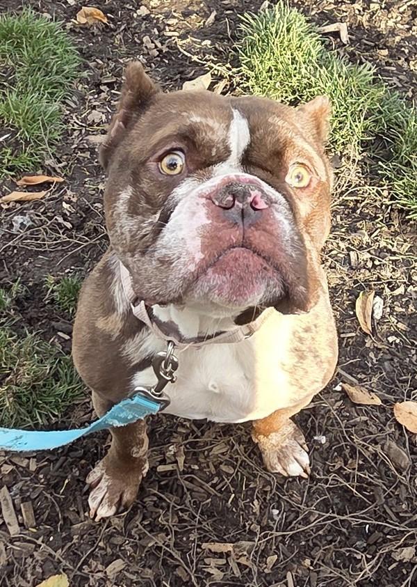 Enlarge Mango, a Adoptable mixed breed in Salem, OR image 1/2