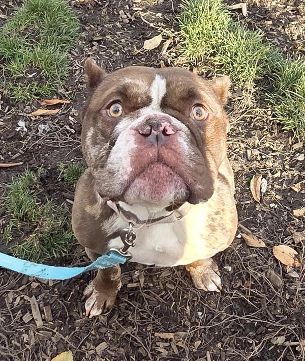 Enlarge Mango, a Adoptable mixed breed in Salem, OR image 2/2