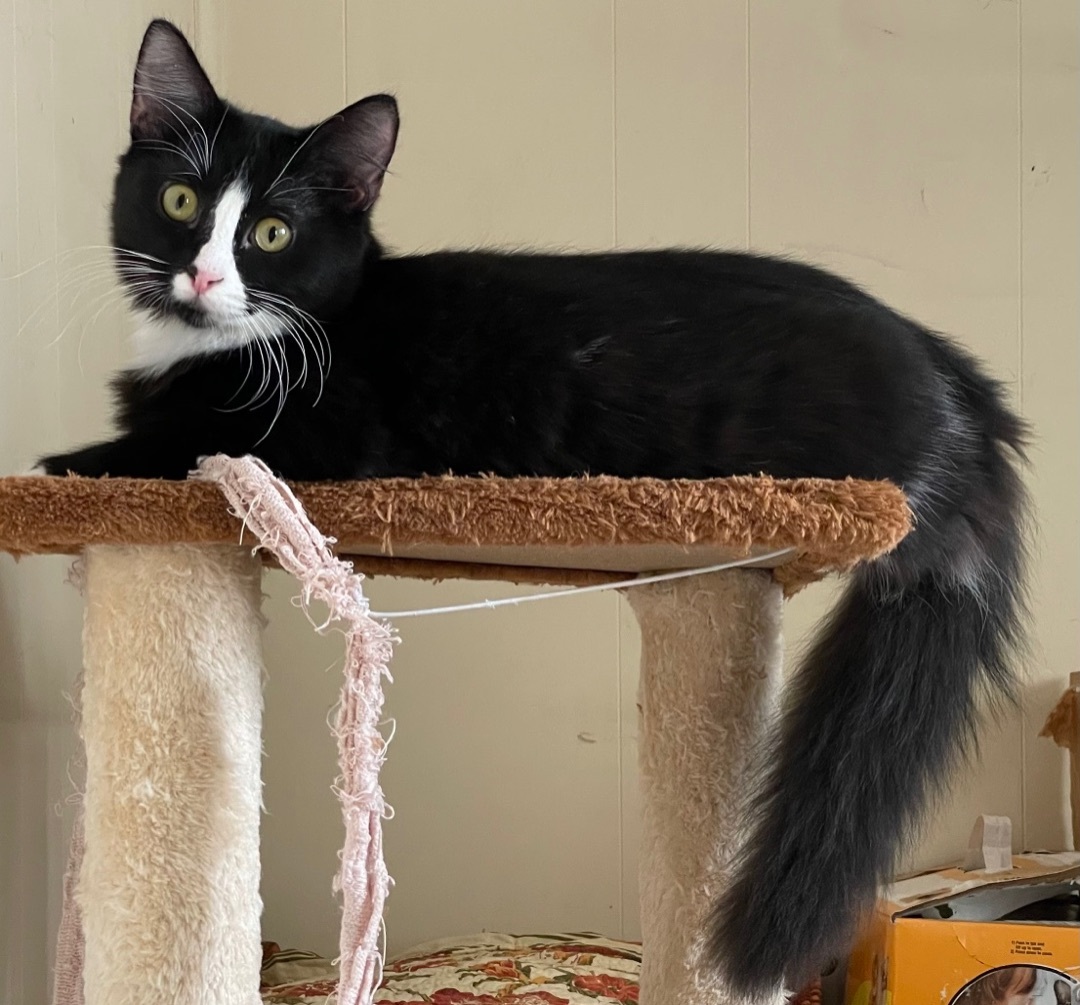 Enlarge Coco, a Adoptable Domestic Medium Hair in Los Angeles, CA image 2/6