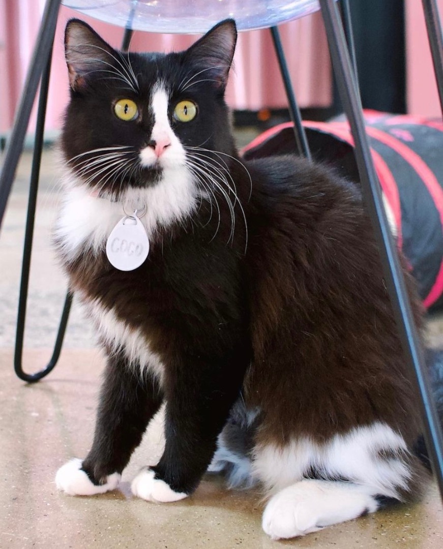 Enlarge Coco, a Adoptable Domestic Medium Hair in Los Angeles, CA image 3/6