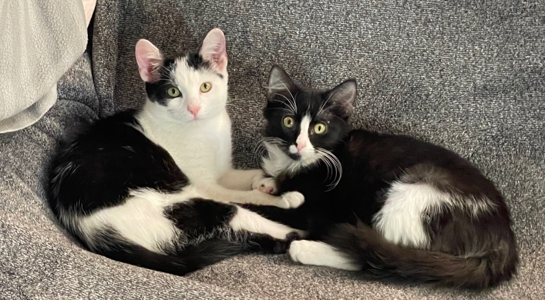 Enlarge Coco, a Adoptable Domestic Medium Hair in Los Angeles, CA image 4/6