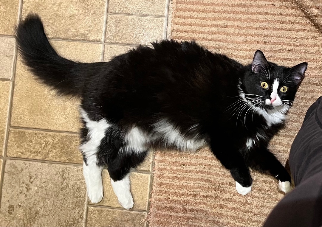 Enlarge Coco, a Adoptable Domestic Medium Hair in Los Angeles, CA image 5/6