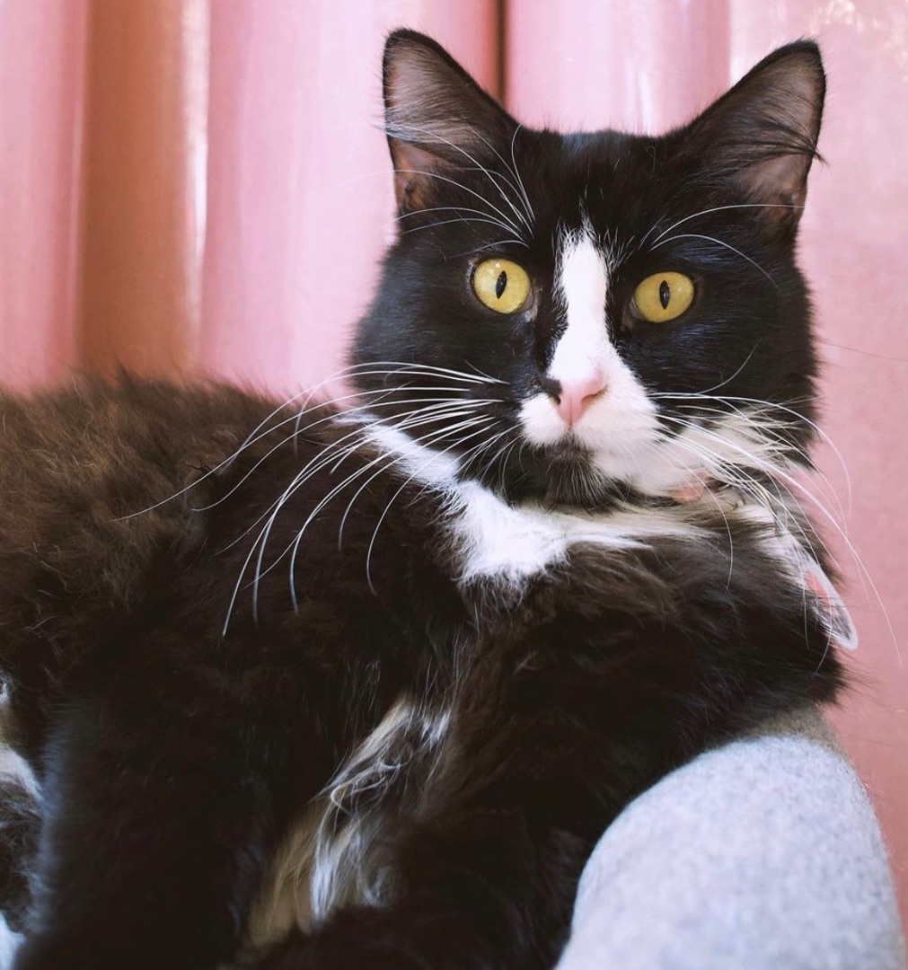 Coco, Adoptable, Adult Female Domestic Medium Hair.