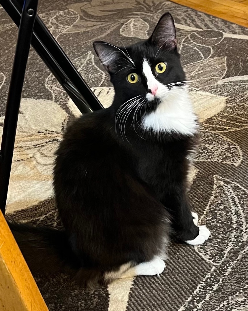 Enlarge Coco, a Adoptable Domestic Medium Hair in Los Angeles, CA image 6/6