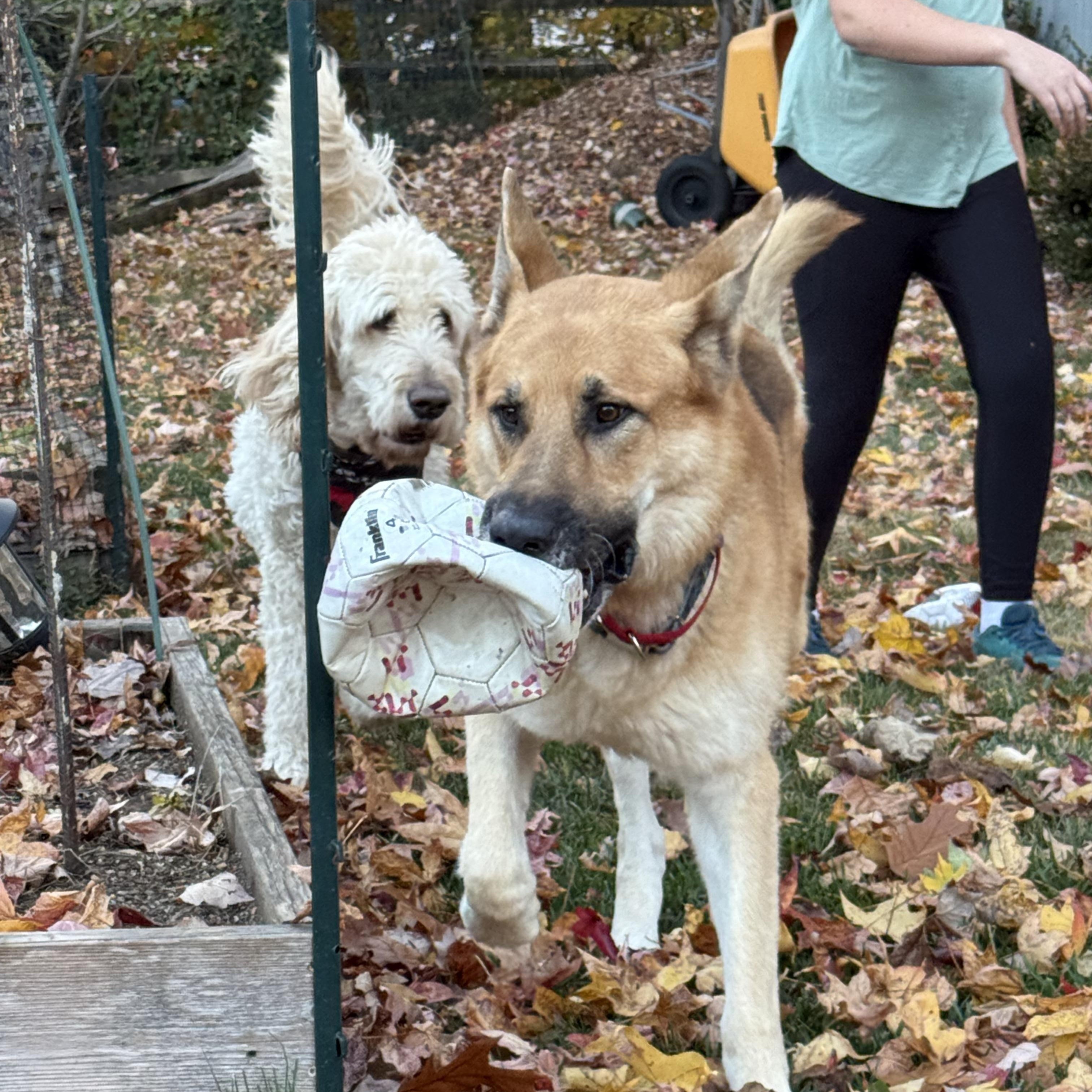 KNOX, a Adoptable mixed breed in Wilmington, DE image 1/6