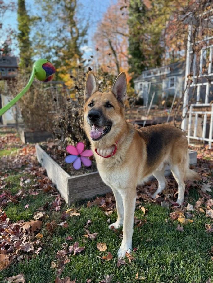 KNOX, a Adoptable mixed breed in Wilmington, DE image 4/6