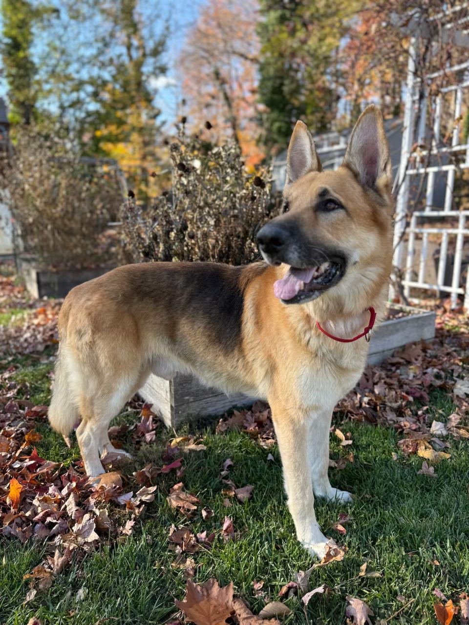 KNOX, a Adoptable mixed breed in Wilmington, DE image 5/6