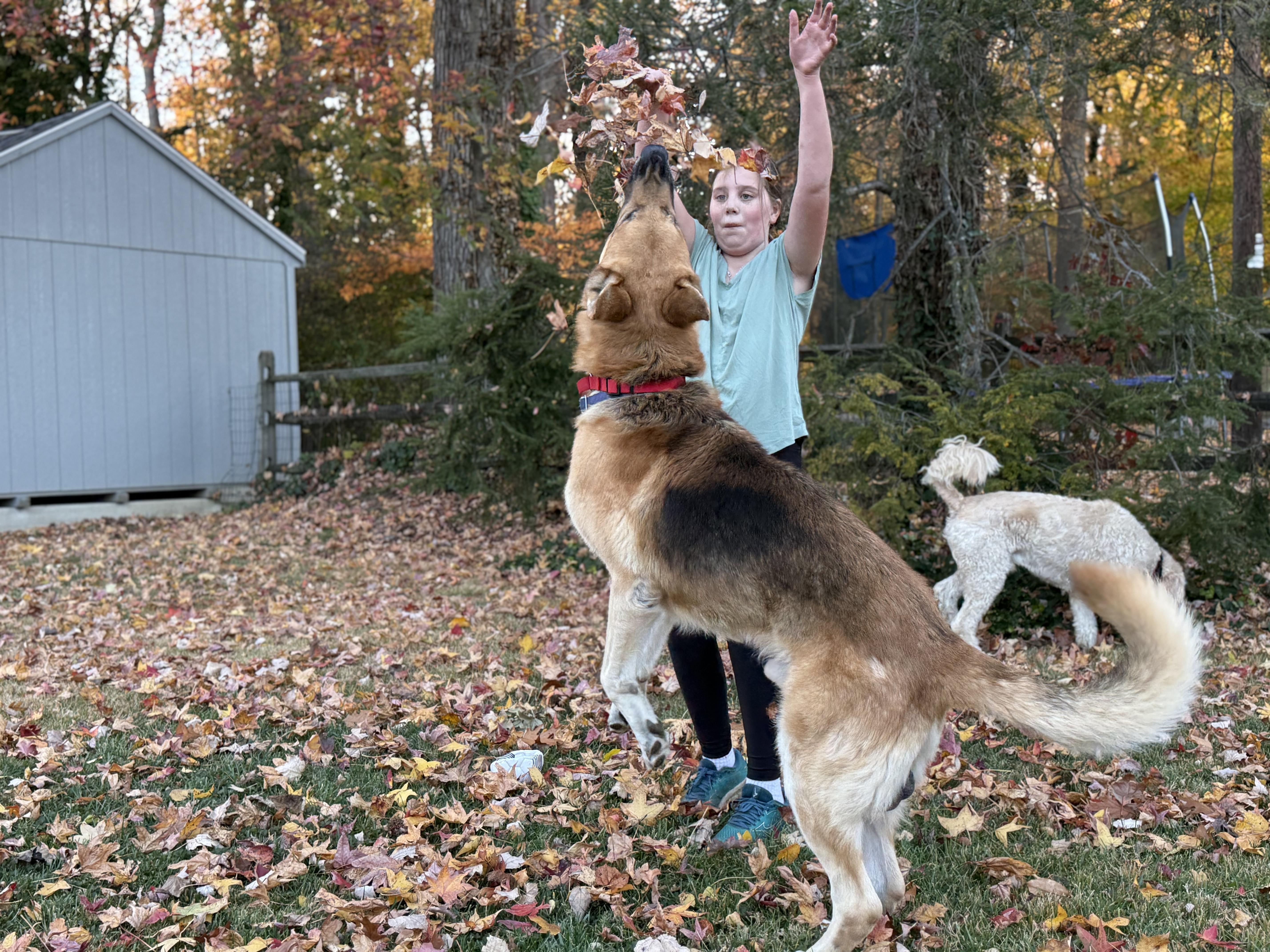 KNOX, a Adoptable mixed breed in Wilmington, DE image 6/6