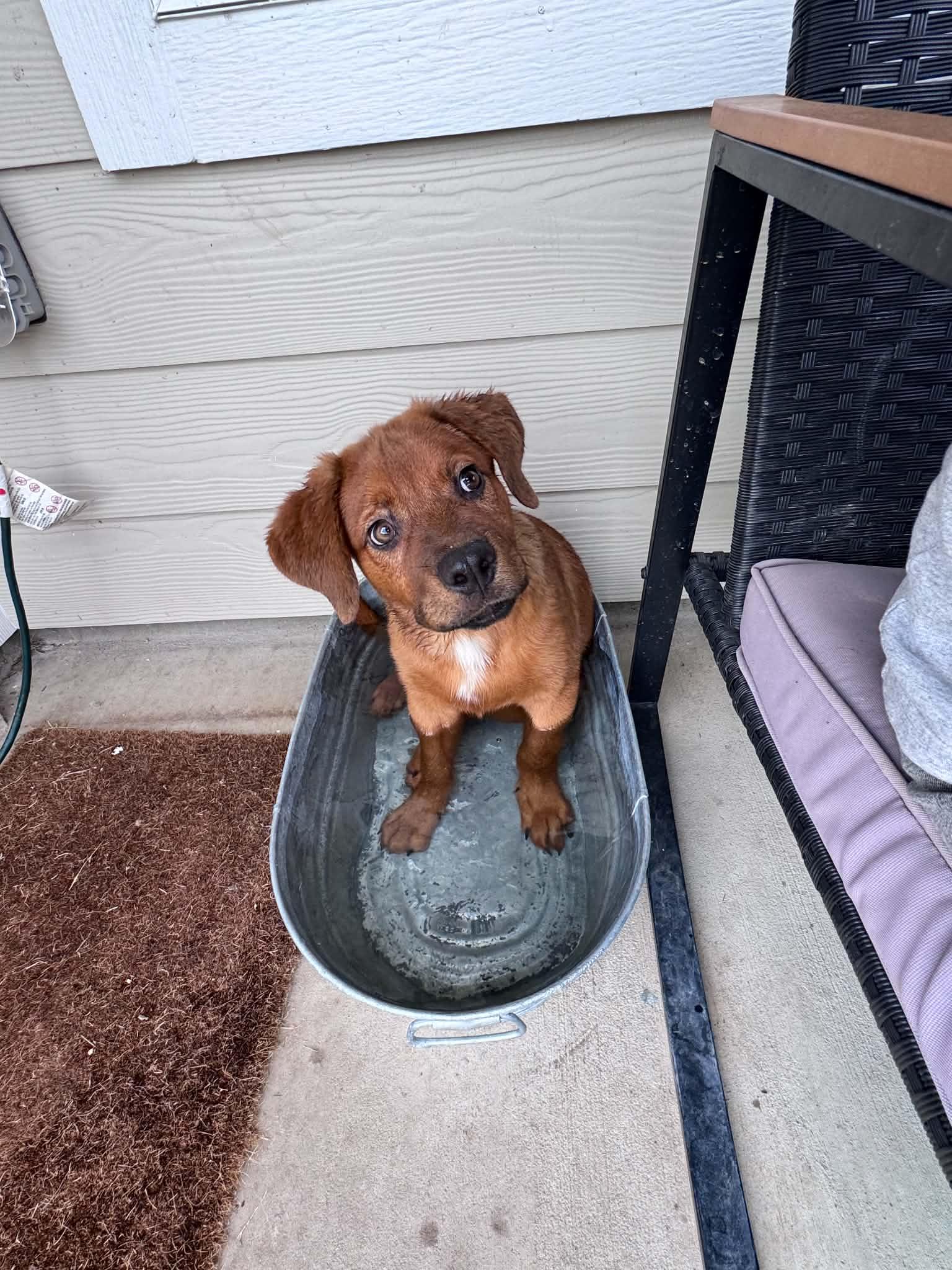 Chip, a ADOPTABLE mixed breed in Temple, TX image 4/5
