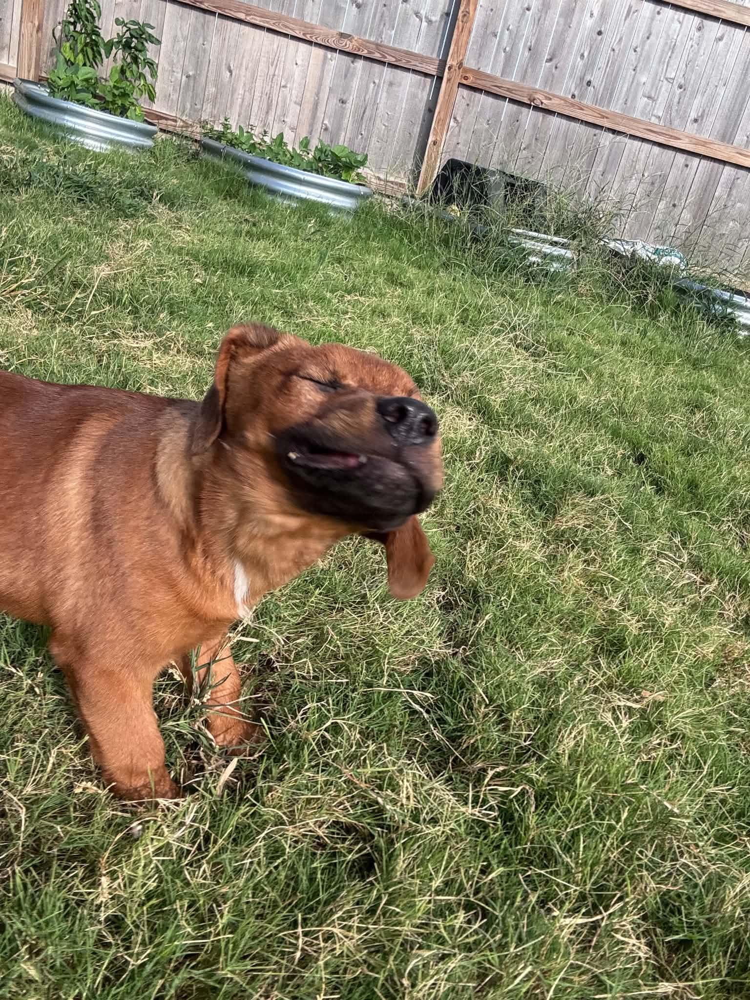 Chip, a ADOPTABLE mixed breed in Temple, TX image 5/5