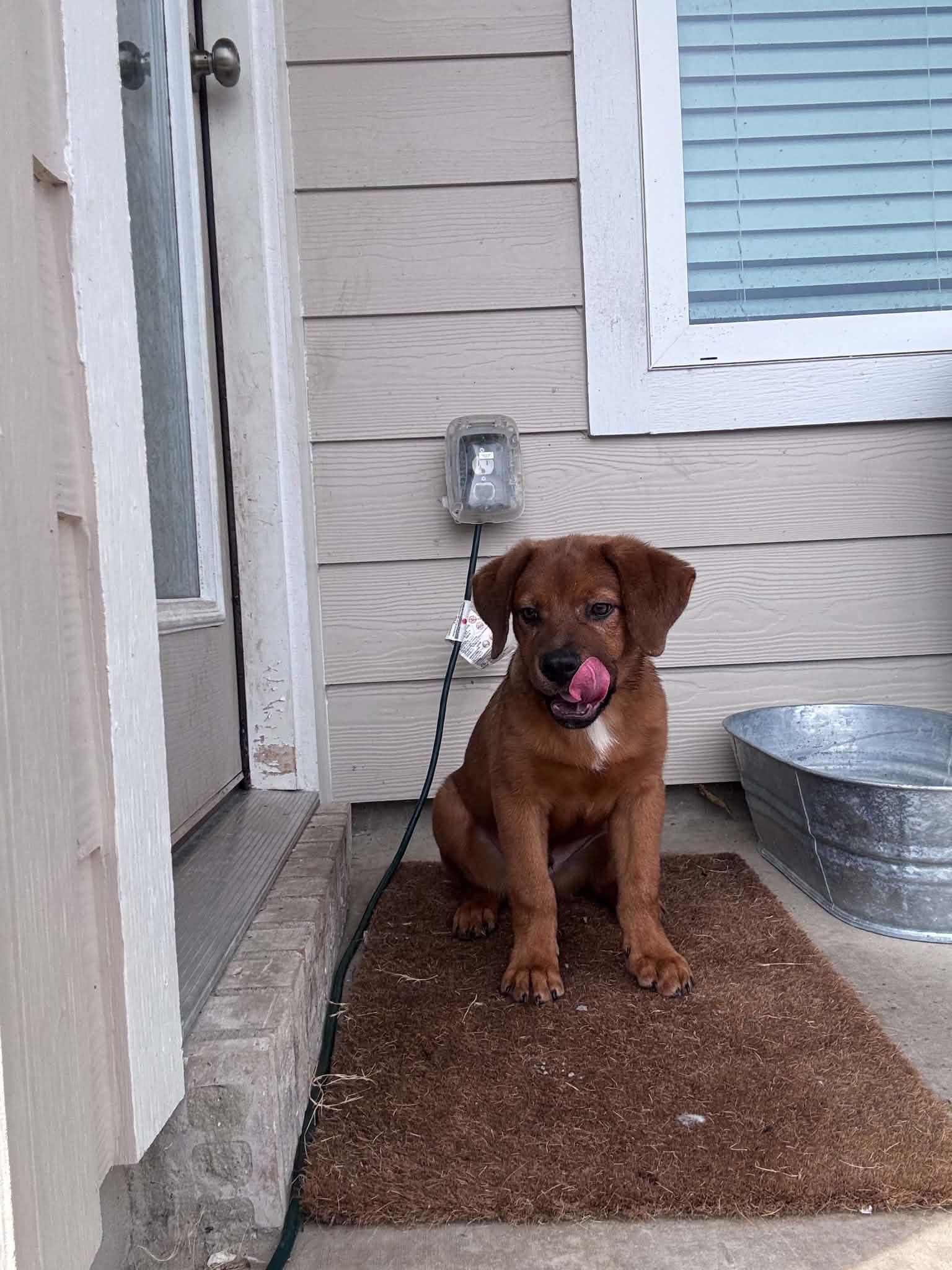 Chip, a ADOPTABLE mixed breed in Temple, TX image 3/5