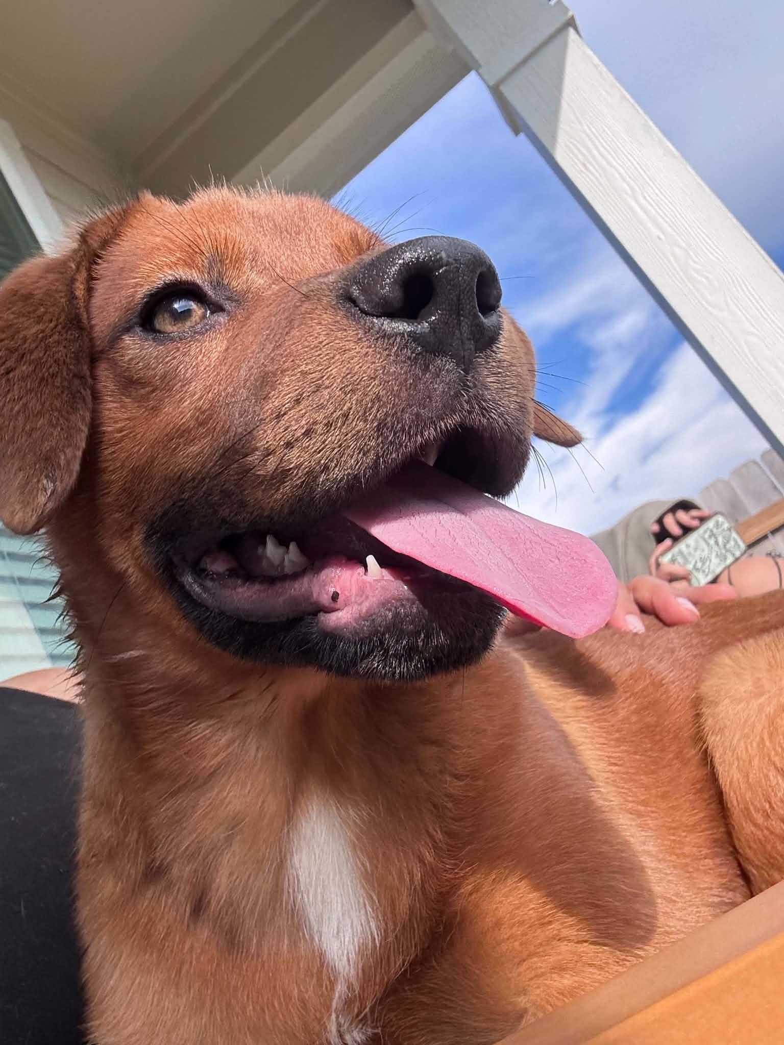 Chip, a ADOPTABLE mixed breed in Temple, TX image 1/5