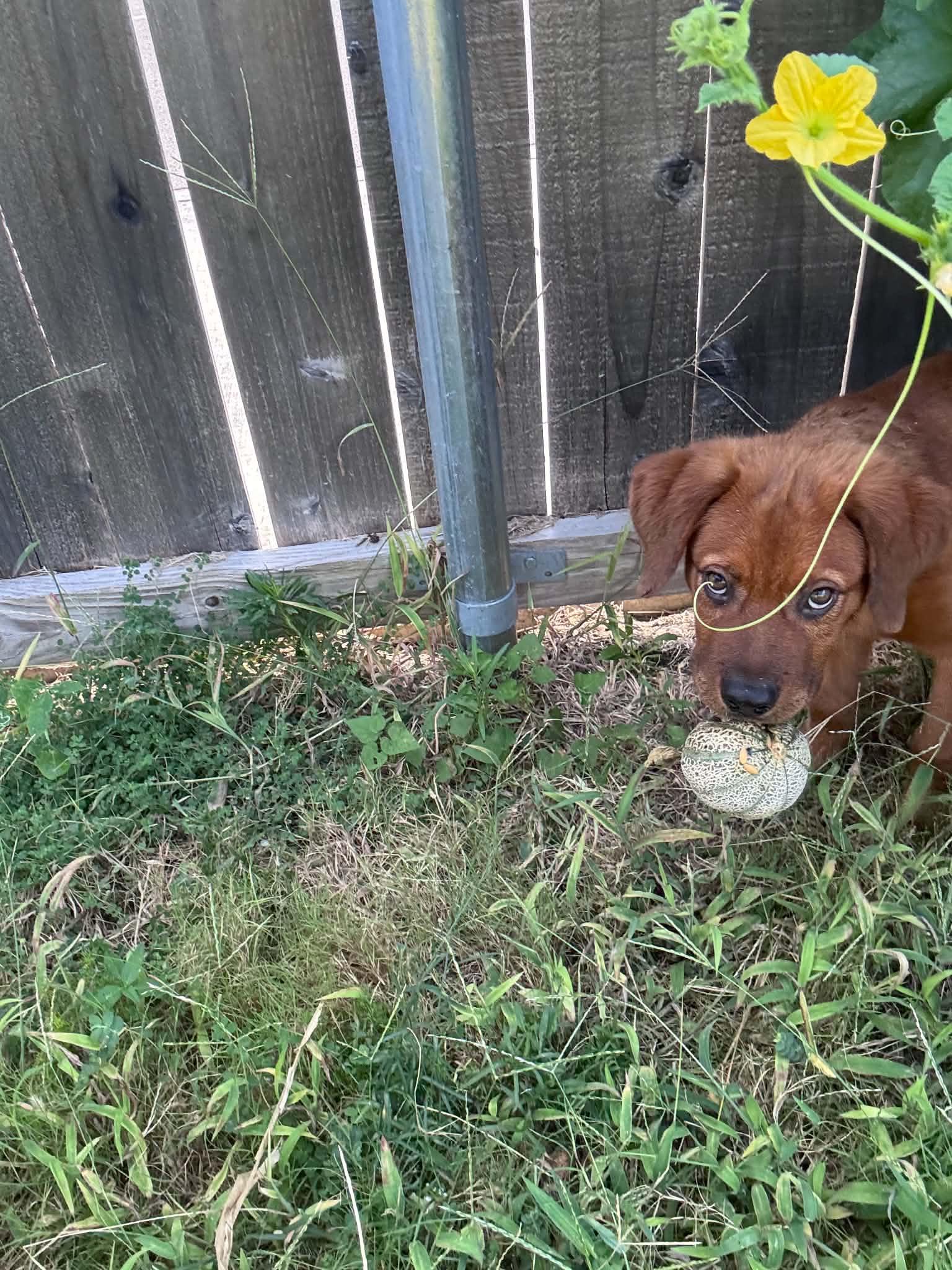 Chip, a ADOPTABLE mixed breed in Temple, TX image 2/5