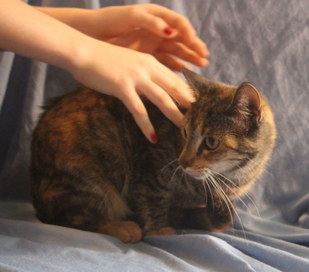 Bunny, Adoptable, Adult Female Torbie.